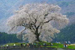 わに塚の桜