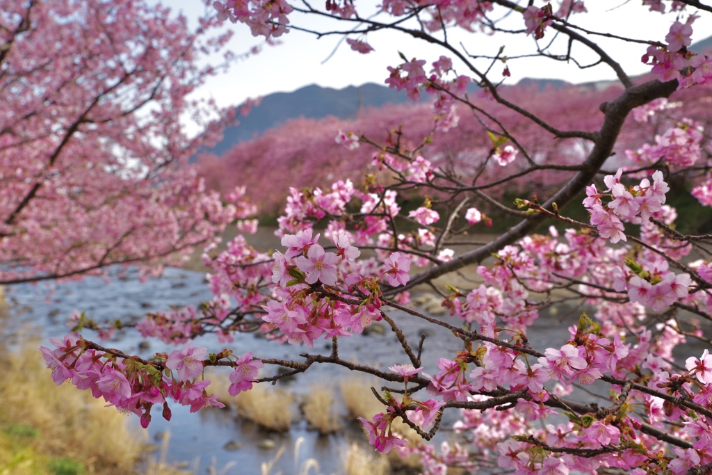 河津桜まつり