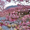 河津桜まつり