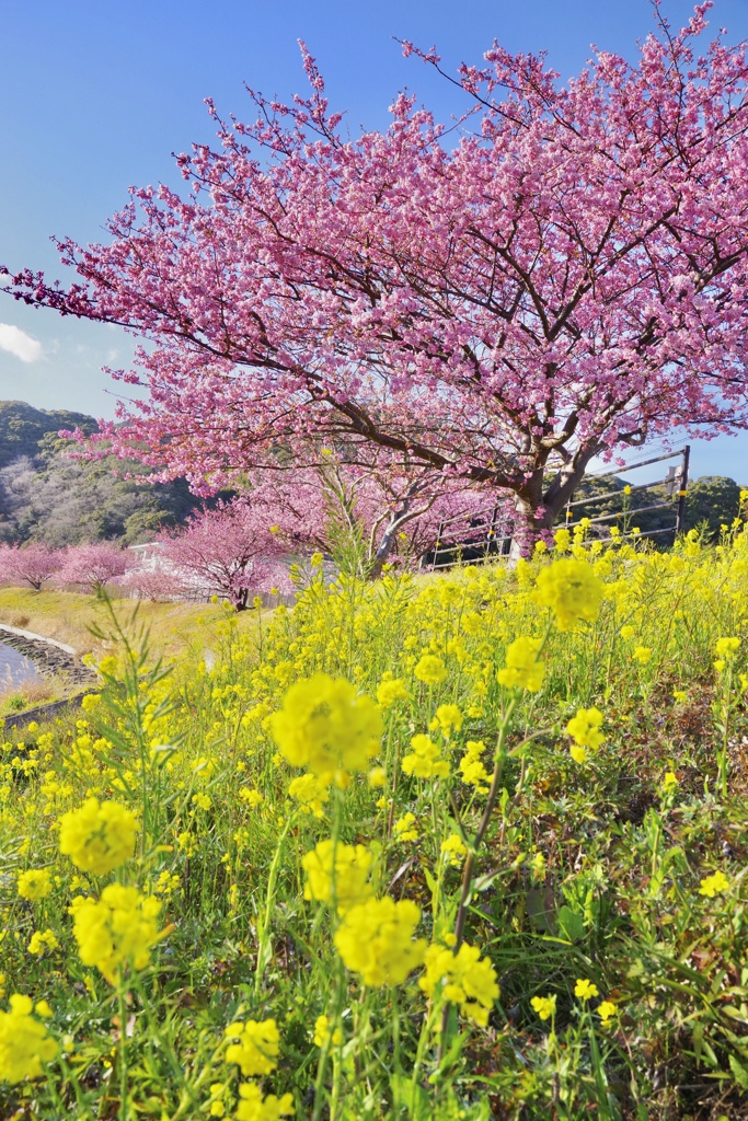 みなみの桜と菜の花まつり