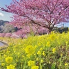 みなみの桜と菜の花まつり