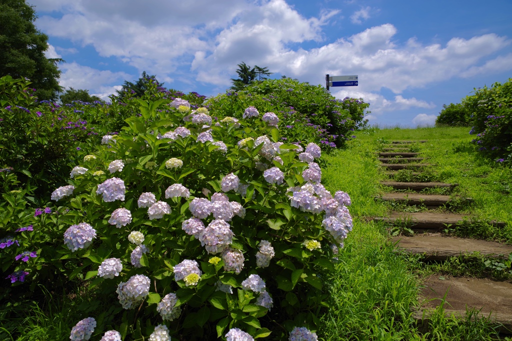 紫陽花階段
