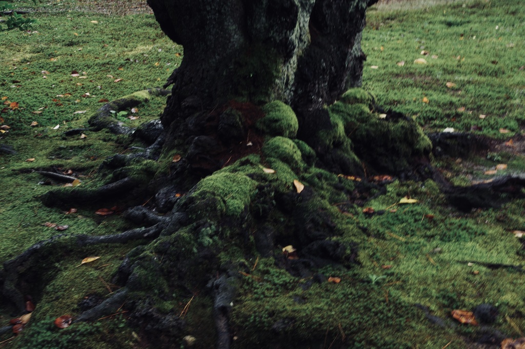 苔と落ち葉