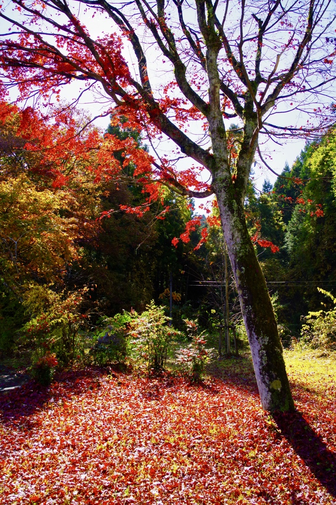 枯れ葉燃ゆ 隣の木々は まだ青し