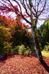 枯れ葉燃ゆ 隣の木々は まだ青し