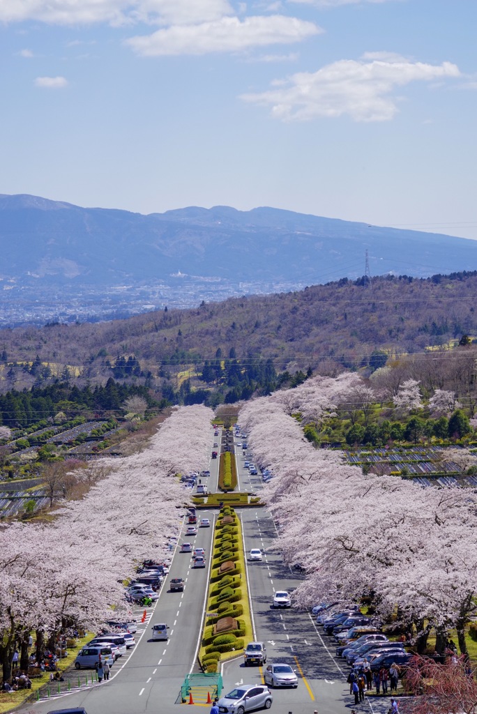 富士霊園の桜