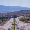 富士霊園の桜
