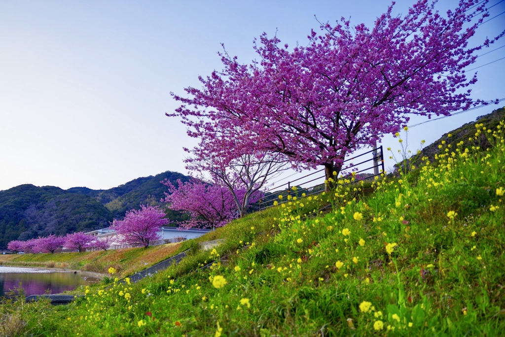 菜の花と河津桜