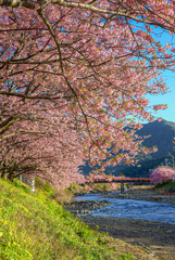 河津桜祭り