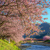 河津桜祭り