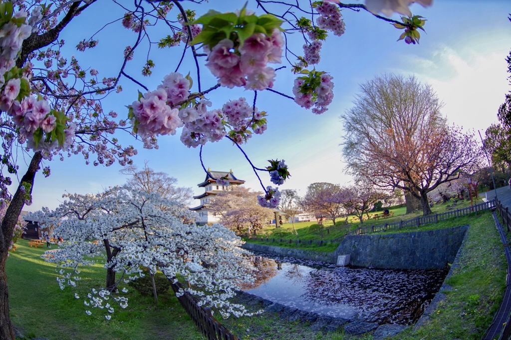 松前城の桜