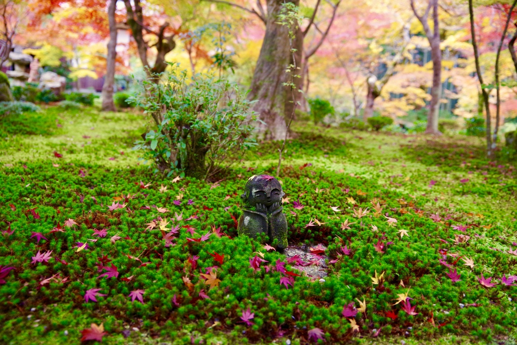 圓光寺の人気者