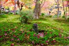 圓光寺の人気者