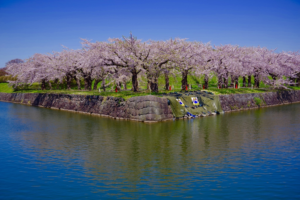 お堀の桜リフレクション