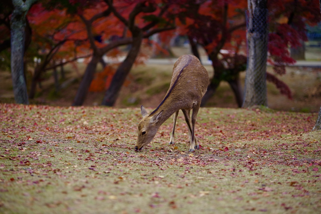 秋シカジカ