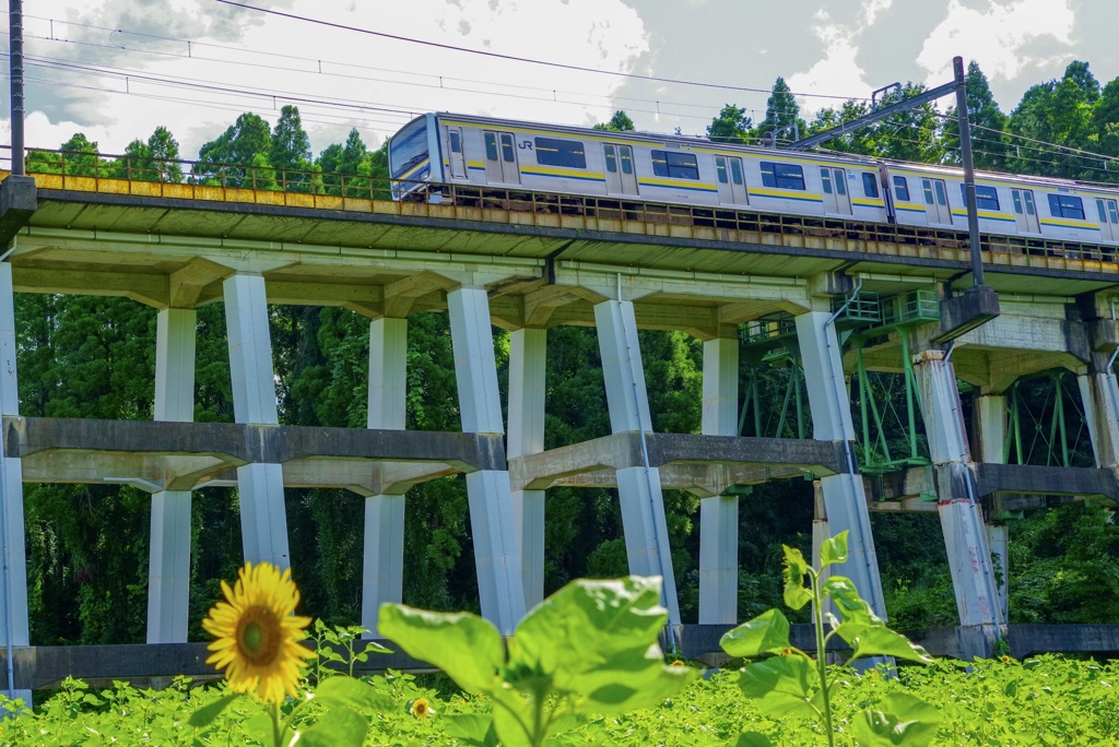 夏のお便り