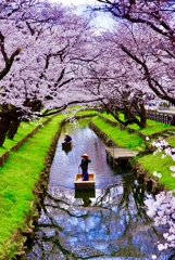 新河岸川の桜