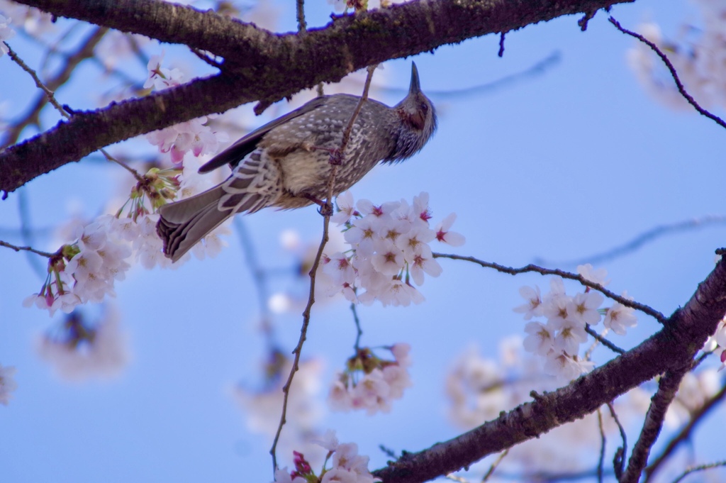 桜嗜むヒヨドリ
