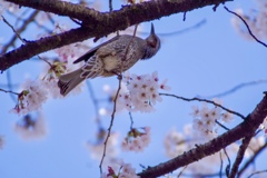 桜嗜むヒヨドリ