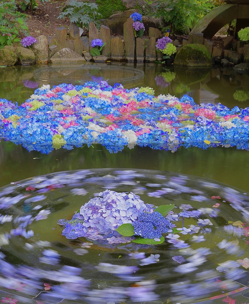 紫陽花ぐるぐる