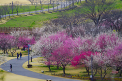 プラムストリート