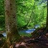 into the wood