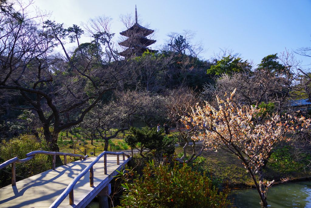 三渓園の梅