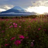 山中湖 花の都公園〜富士と秋桜