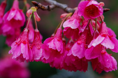 寒緋桜