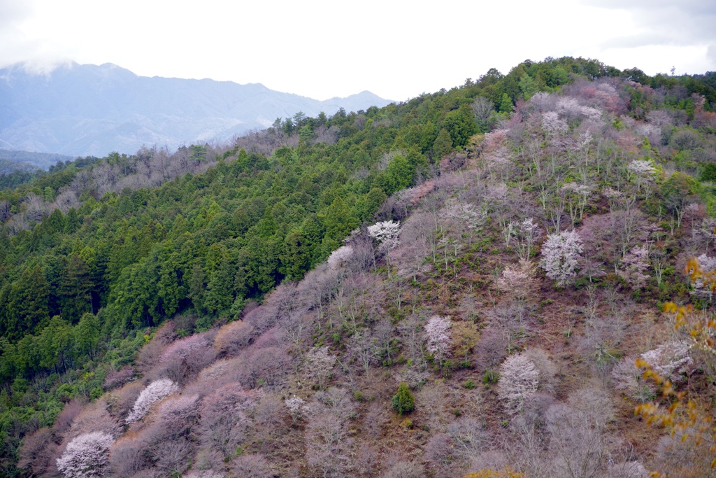 吉野山下千本桜