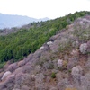 吉野山下千本桜