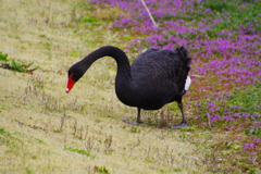 ブラックスワン登場！