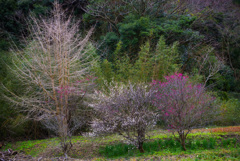 もう咲いてました 〜鋸南町