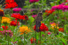 百日草とカワラヒワ