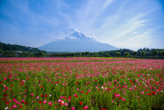 山中湖 花の都公園〜ポピー畑