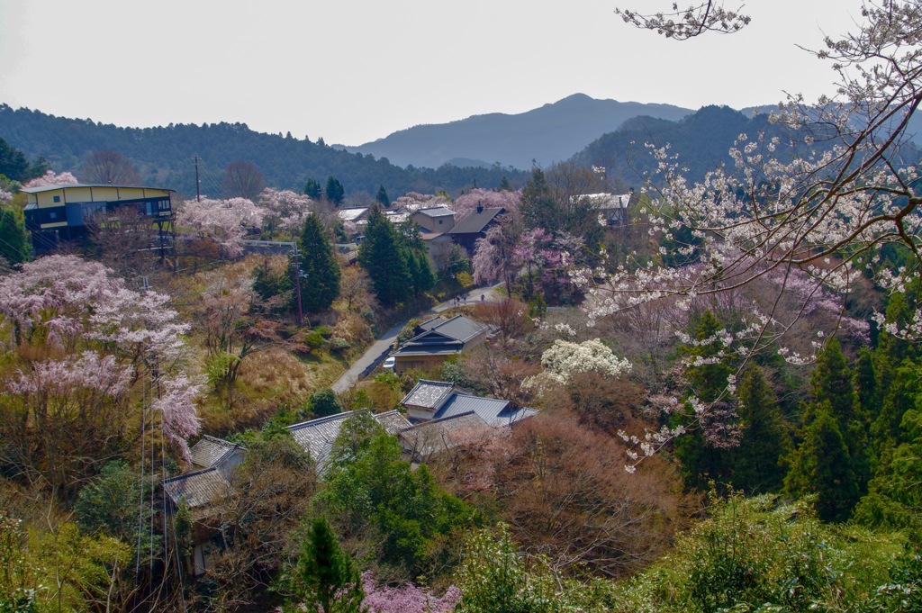 吉野山 花見展望台