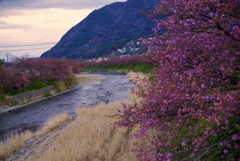 河津町の河津桜 