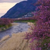 河津町の河津桜 