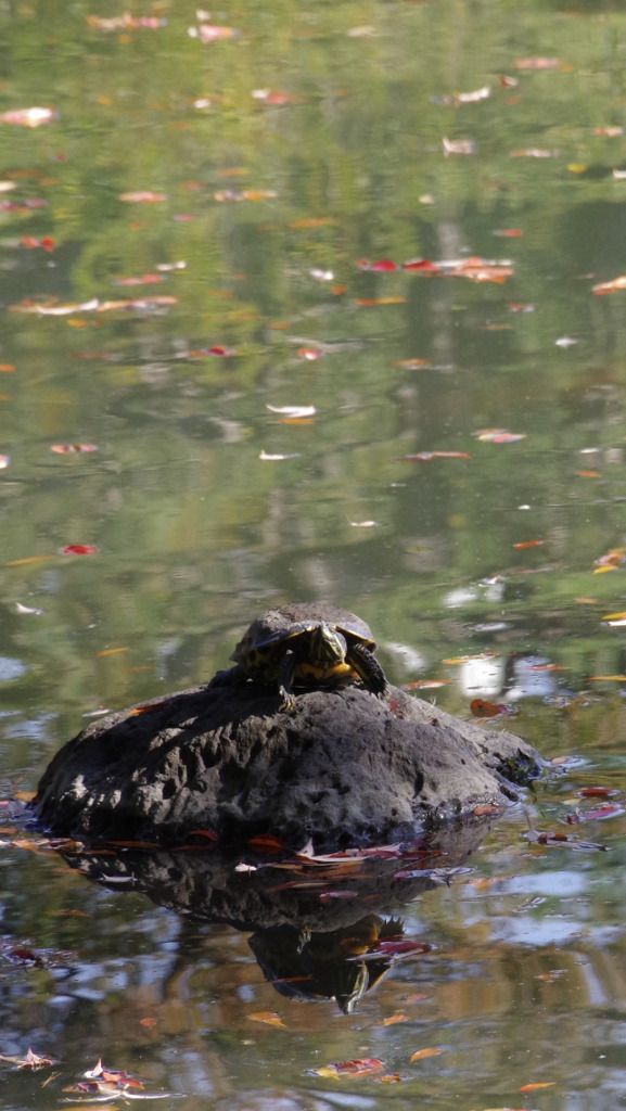 亀の甲羅干しin 秋晴れ