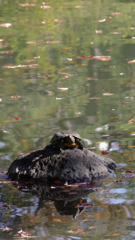 亀の甲羅干しin 秋晴れ