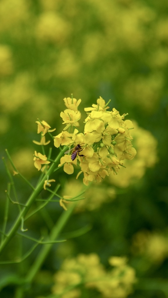 菜の花ハチミツ