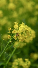 菜の花ハチミツ