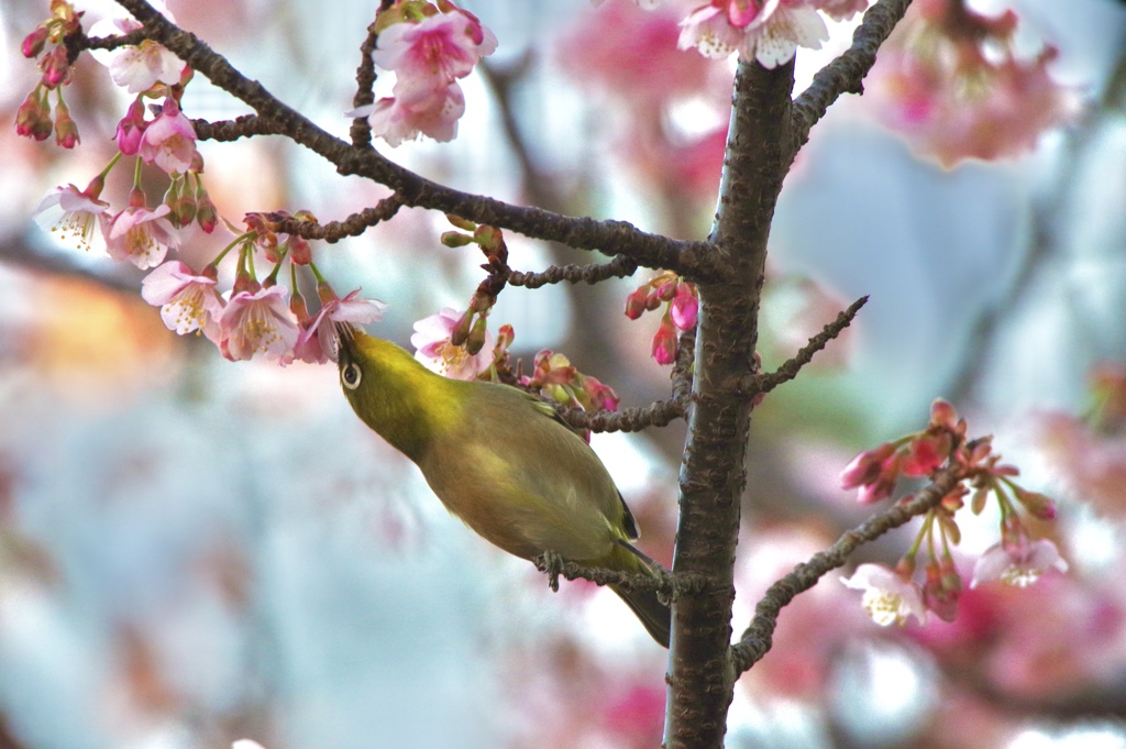 桜にチュウ♡