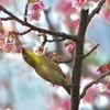 桜にチュウ♡