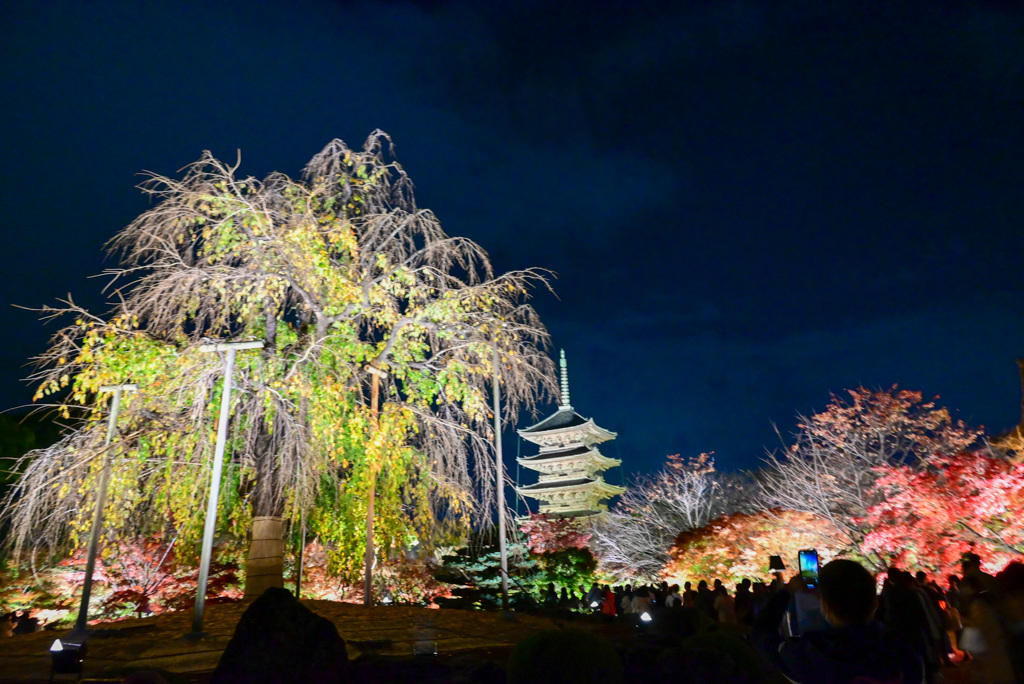 東寺ライトアップ