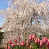 枝垂れ桜とチューリップ