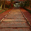 毘沙門堂　散り紅葉
