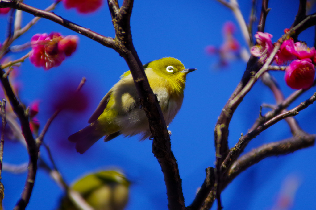 ぷっくり梅ジロー