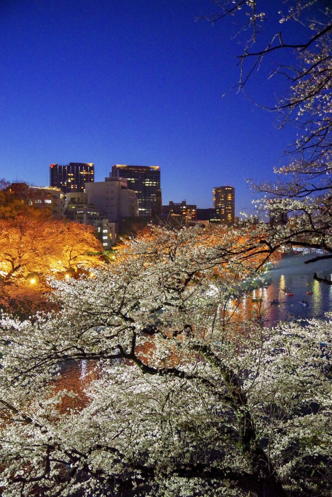 千鳥ヶ淵の夜桜