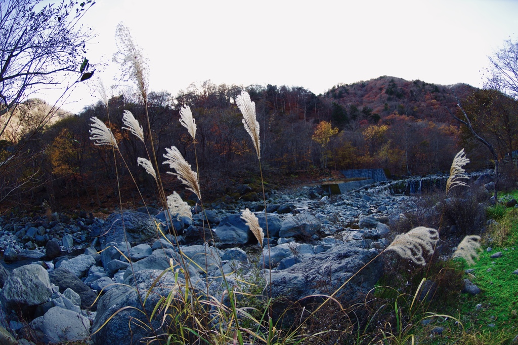 ススキノリバー